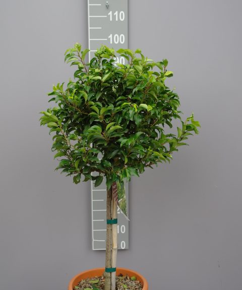 Prunus Lusitanica Brenelia op stam