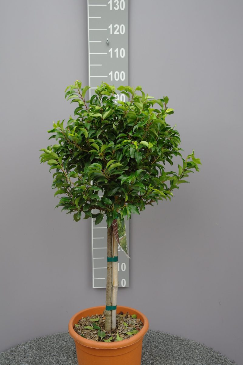 Prunus Lusitanica Brenelia op stam