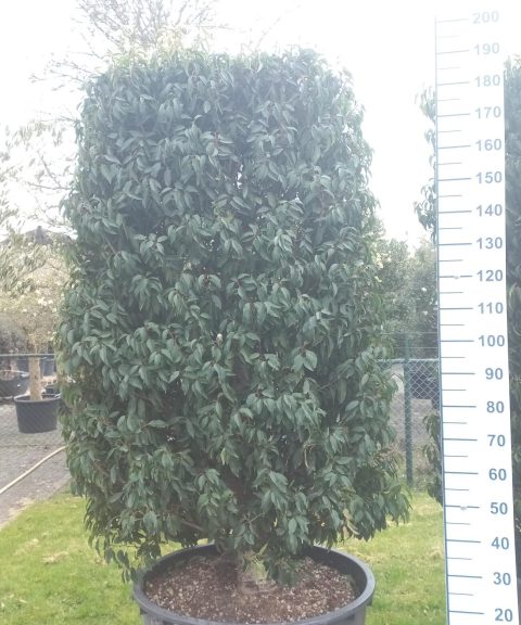Prunus Lusitanica Angustifolia