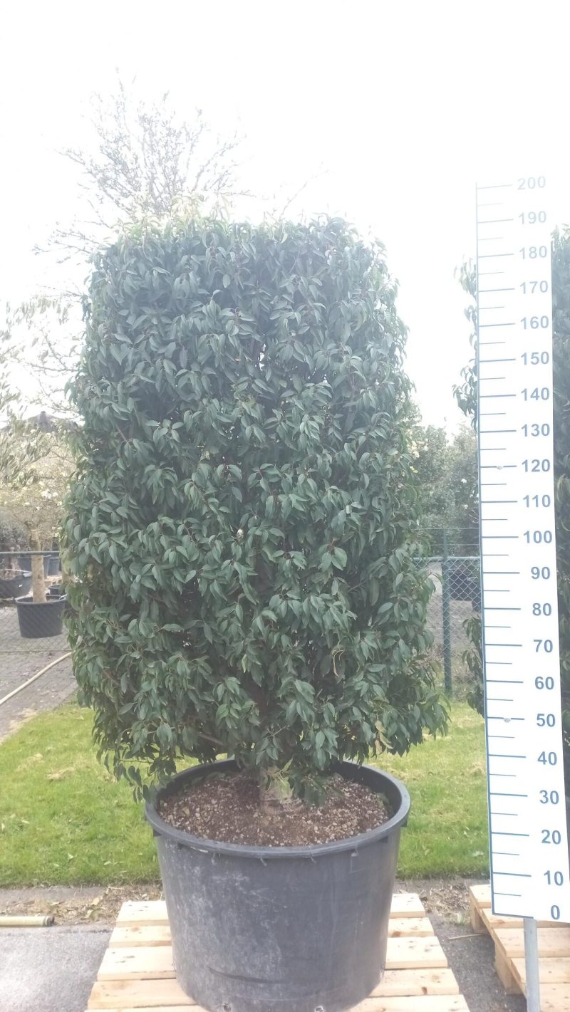 Prunus Lusitanica Angustifolia