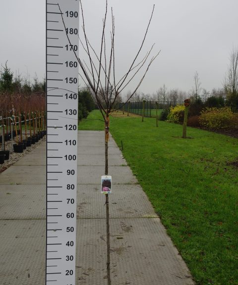 Prunus Cerasifera Nigra