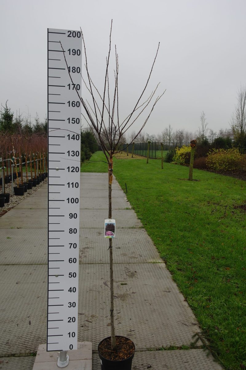 Prunus Cerasifera Nigra