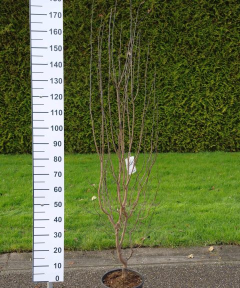 Prunus Cerasifera Nigra