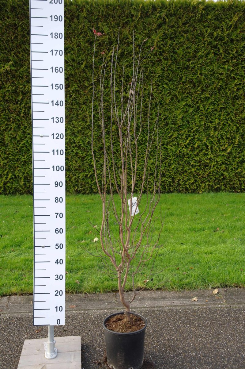 Prunus Cerasifera Nigra