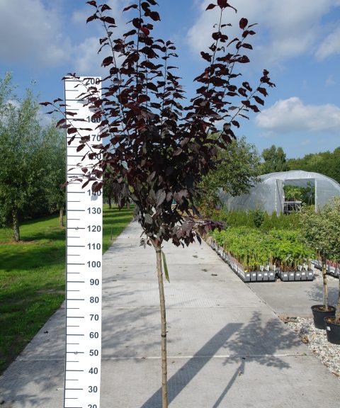 Prunus Cerasifera Nigra