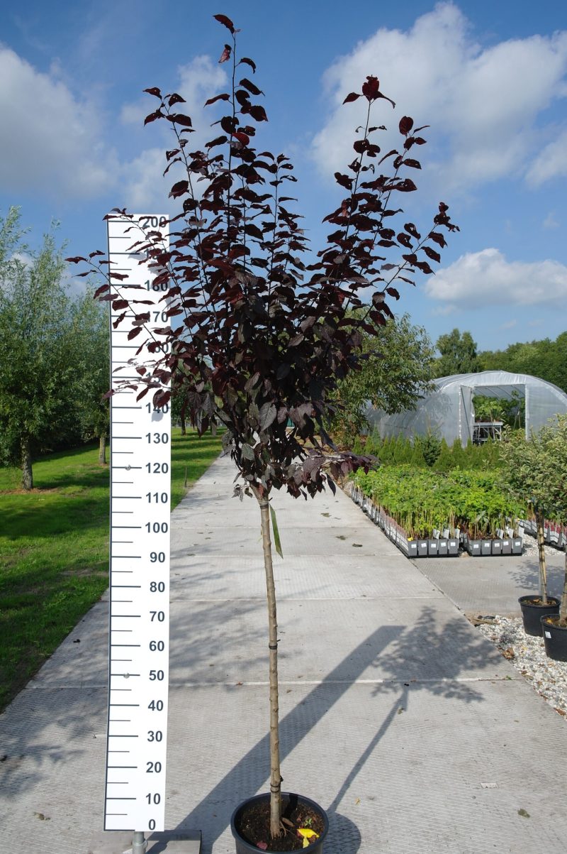 Prunus Cerasifera Nigra