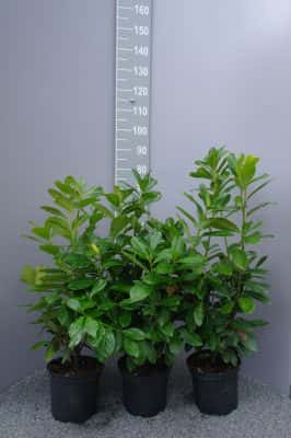 Prunus Laurocerasus Novita