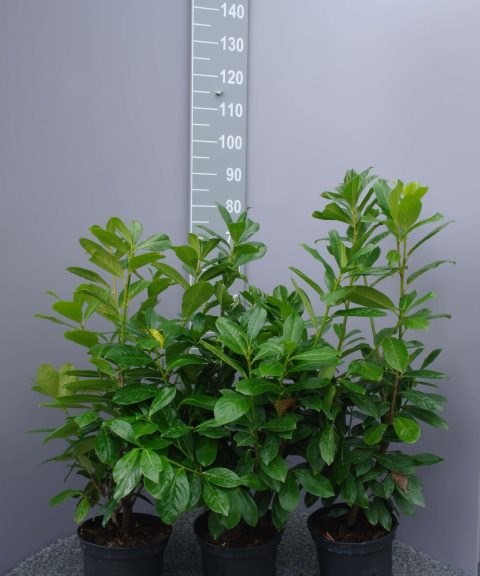 Prunus Laurocerasus Novita