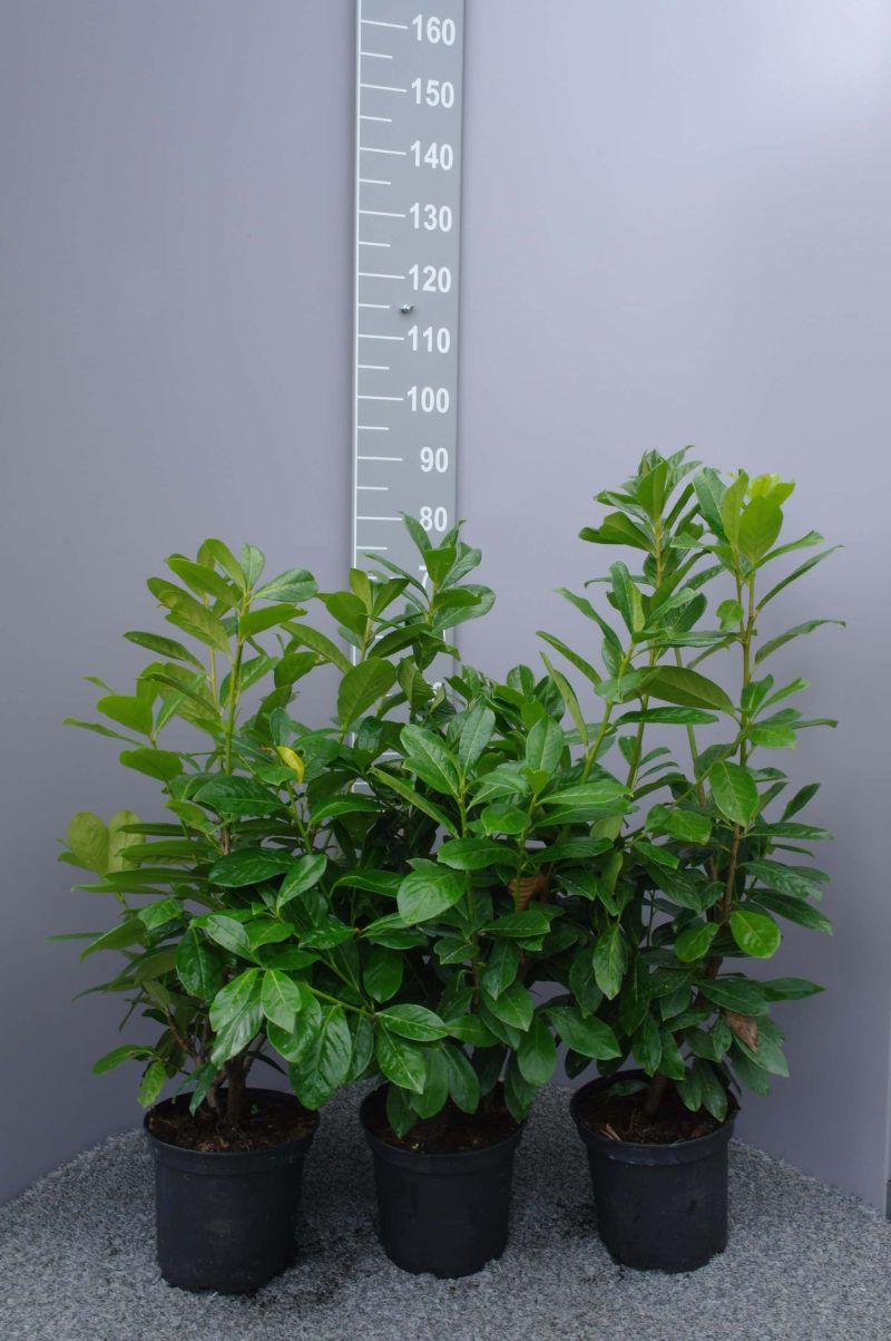 Prunus Laurocerasus Novita