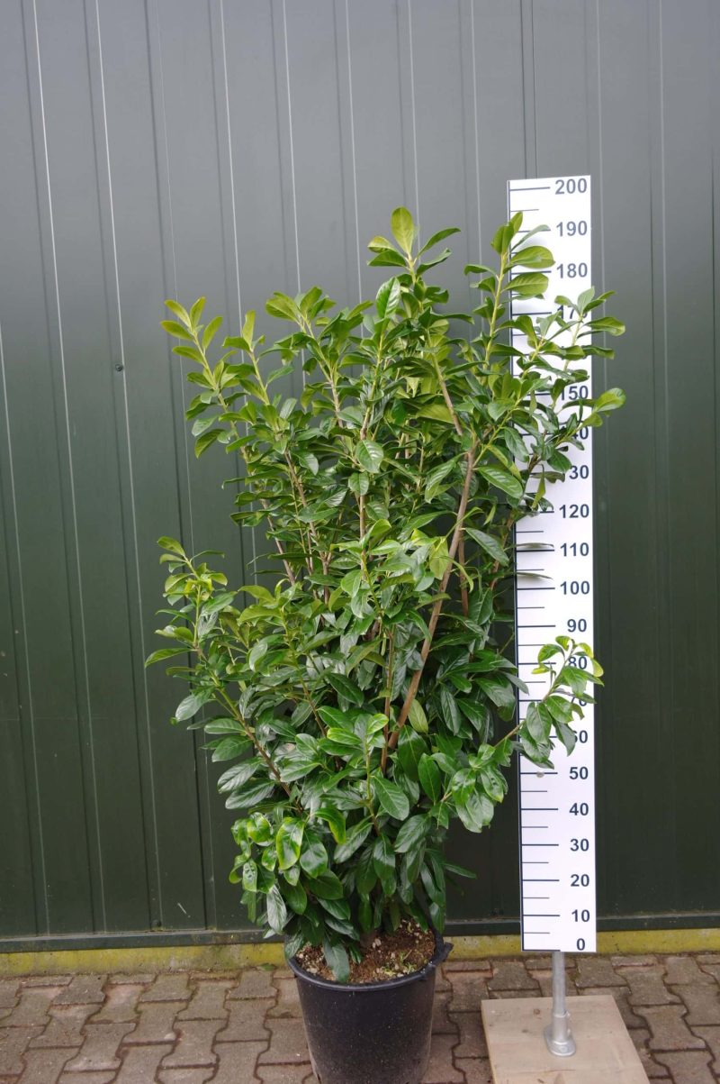 Prunus Laurocerasus Novita