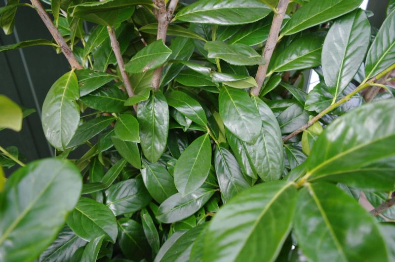Prunus Laurocerasus Novita - Afbeelding 2