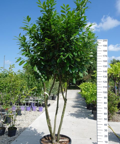 Prunus Laurocerasus Novita