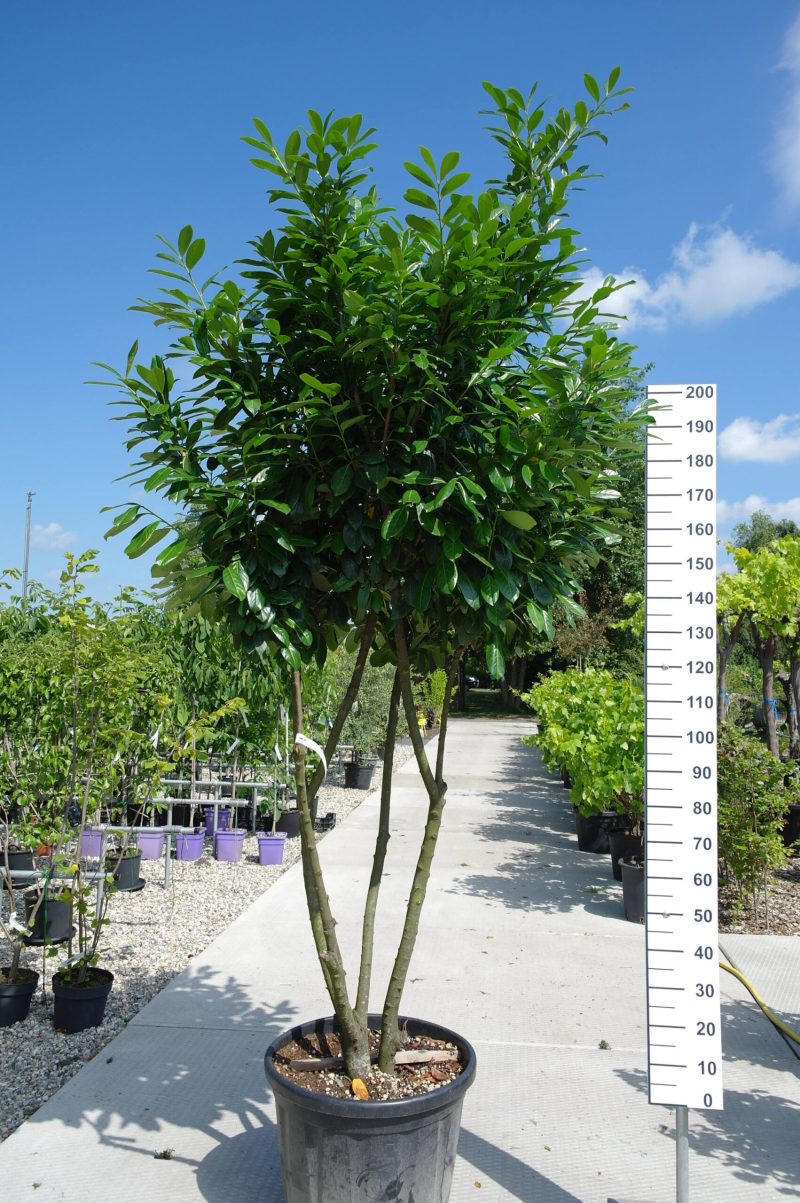 Prunus Laurocerasus Novita