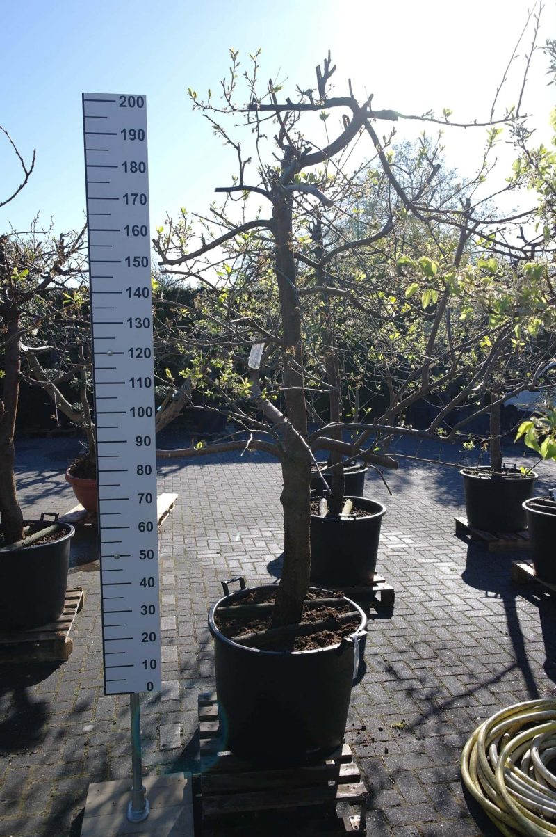 Prunus dom. Opal