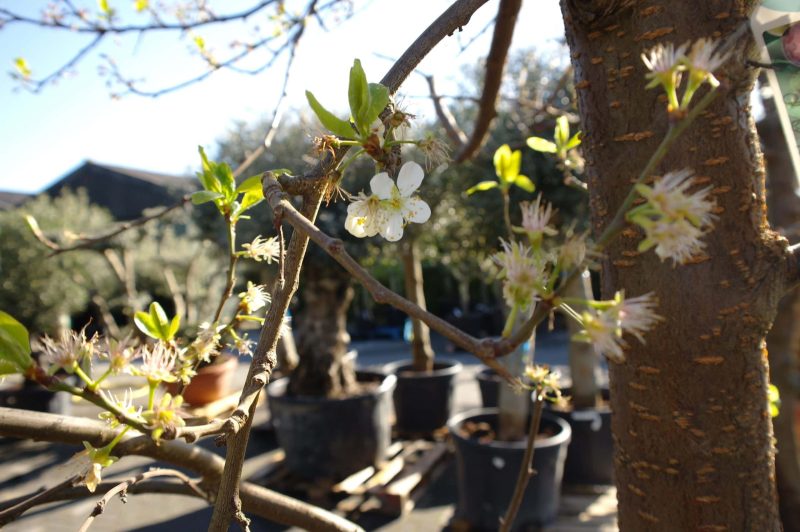 Prunus dom. Opal - dubbele U Pruimenboom - Afbeelding 3