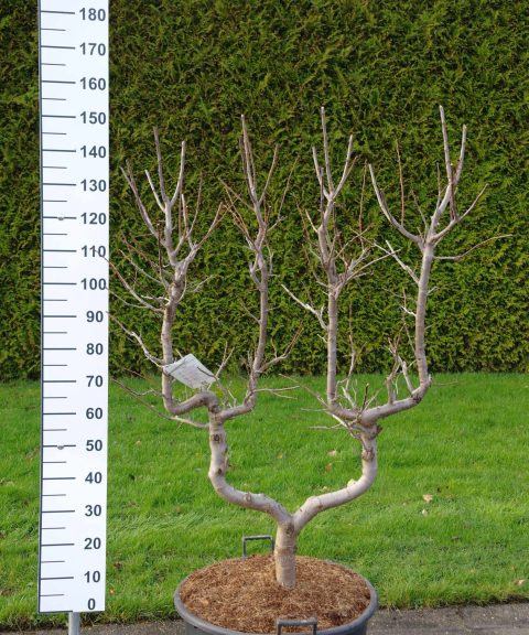 Prunus dom. Opal - dubbele U Pruimenboom