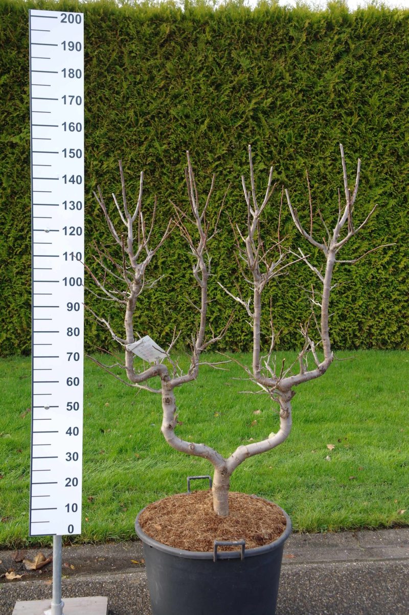 Prunus dom. Opal - dubbele U Pruimenboom