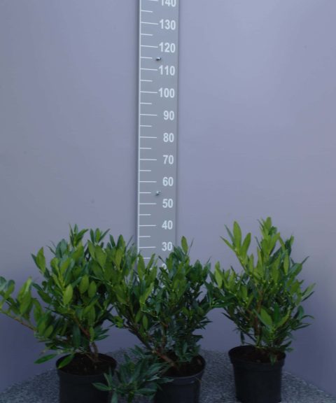 Prunus Otto Luyken