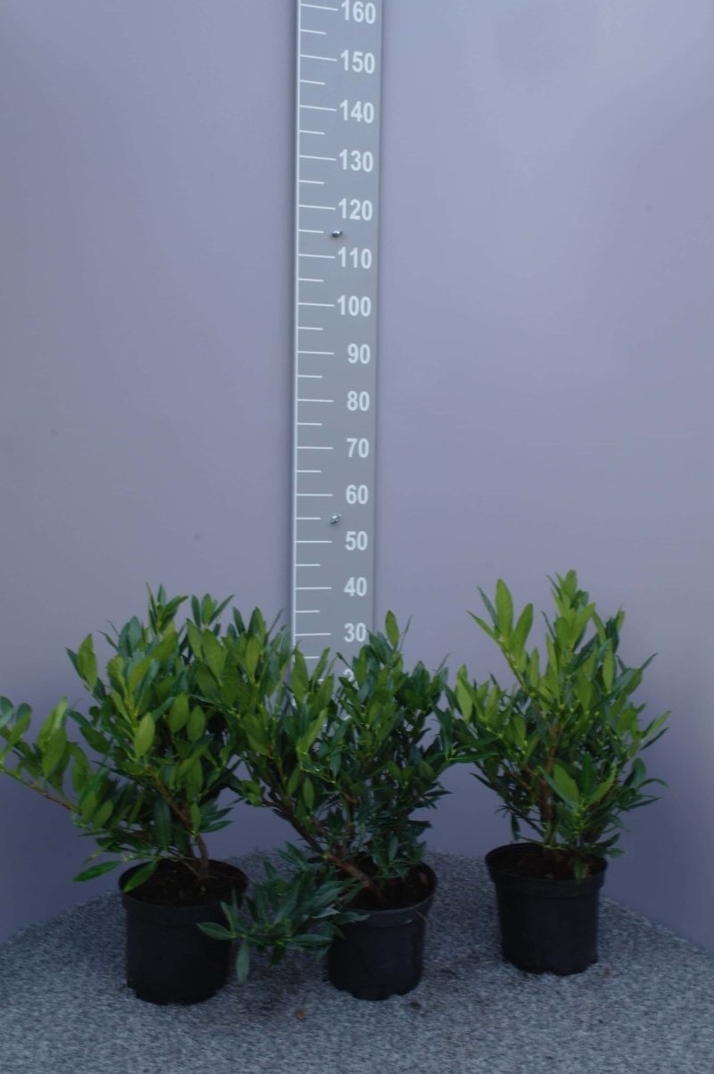 Prunus Otto Luyken