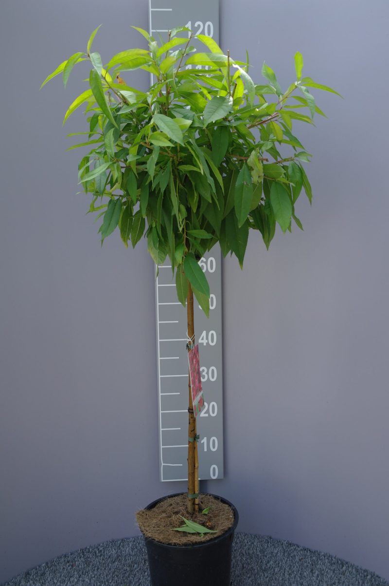 Prunus Persica 'Melred'