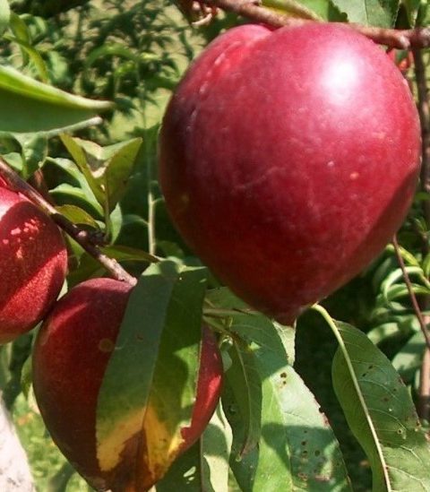 Prunus Nucipersica 'Stark Red Gold' - Nectarine