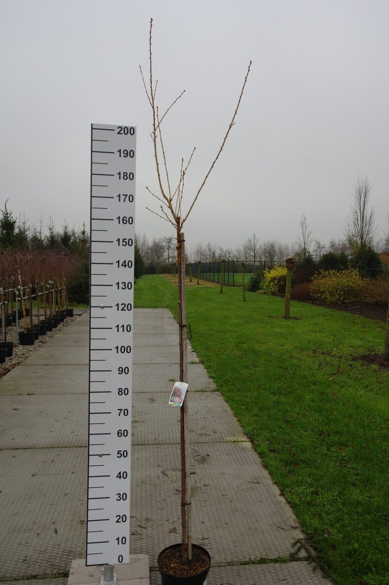 Prunus Ser. 'Pink Perfection'