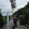Prunus Pisardi Nigra