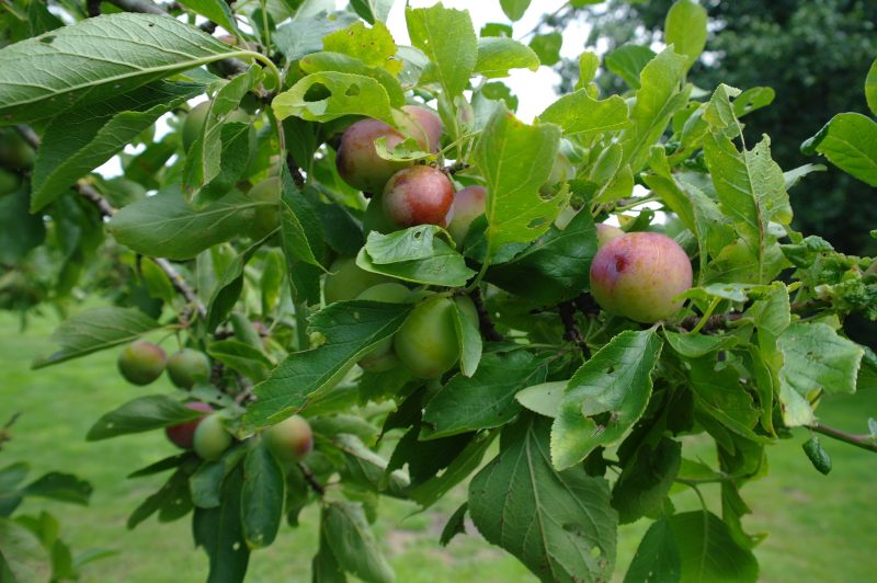 Prunus 'Opal' - Afbeelding 2