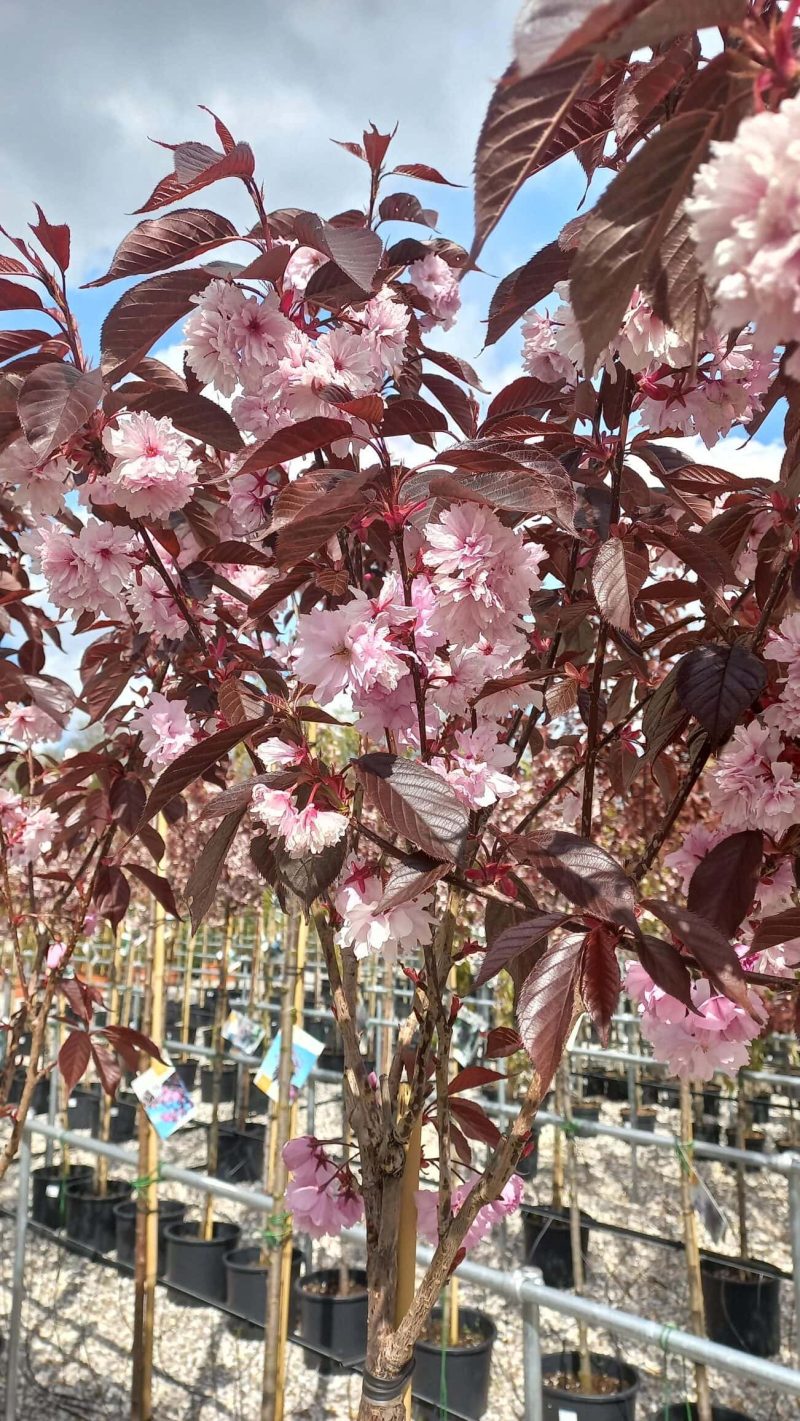 Prunus Ser. 'Royal Burgundy' - Afbeelding 2