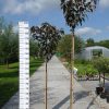 Prunus Ser. 'Royal Burgundy'