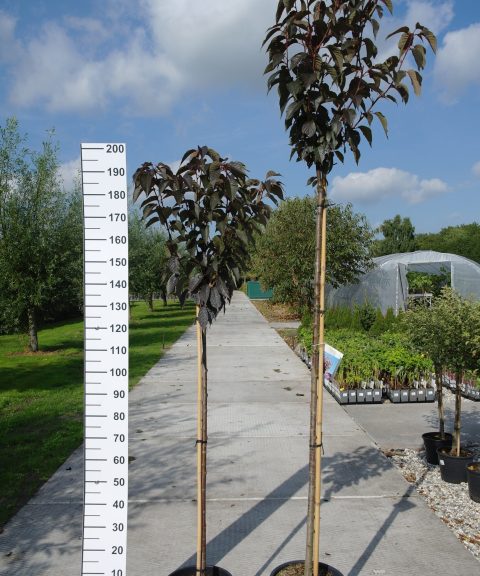 Prunus Ser. 'Royal Burgundy'
