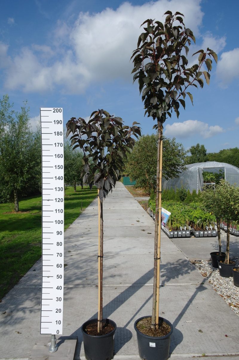 Prunus Ser. 'Royal Burgundy'