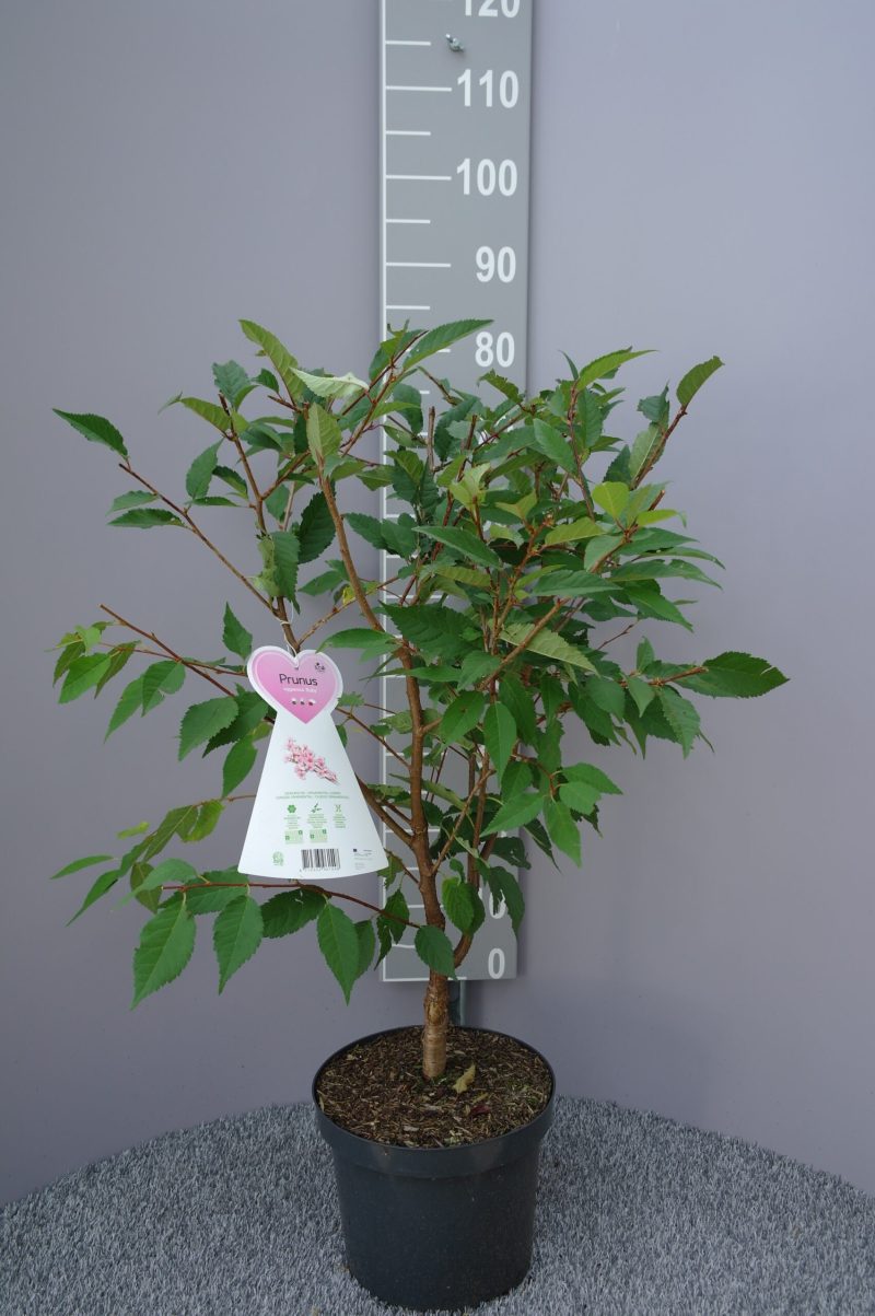 Prunus Nipponica 'Ruby' - sierkers