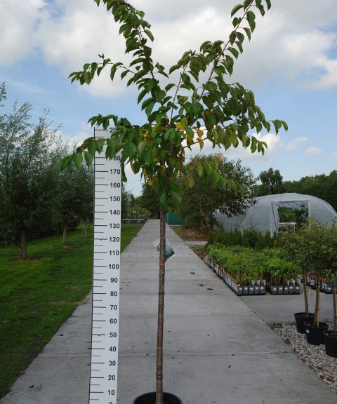 Prunus Yedoensis