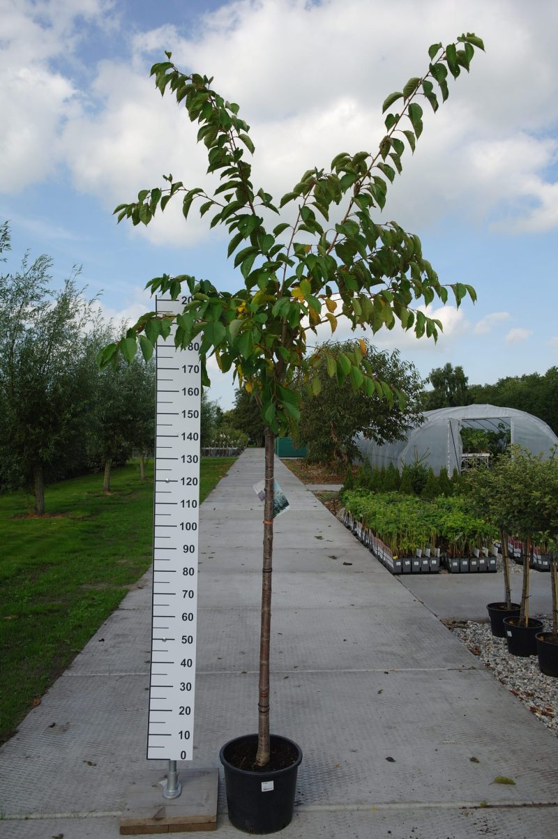 Prunus Yedoensis