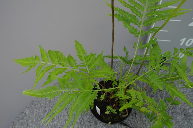 Pteris Wallichiana - Afbeelding 2