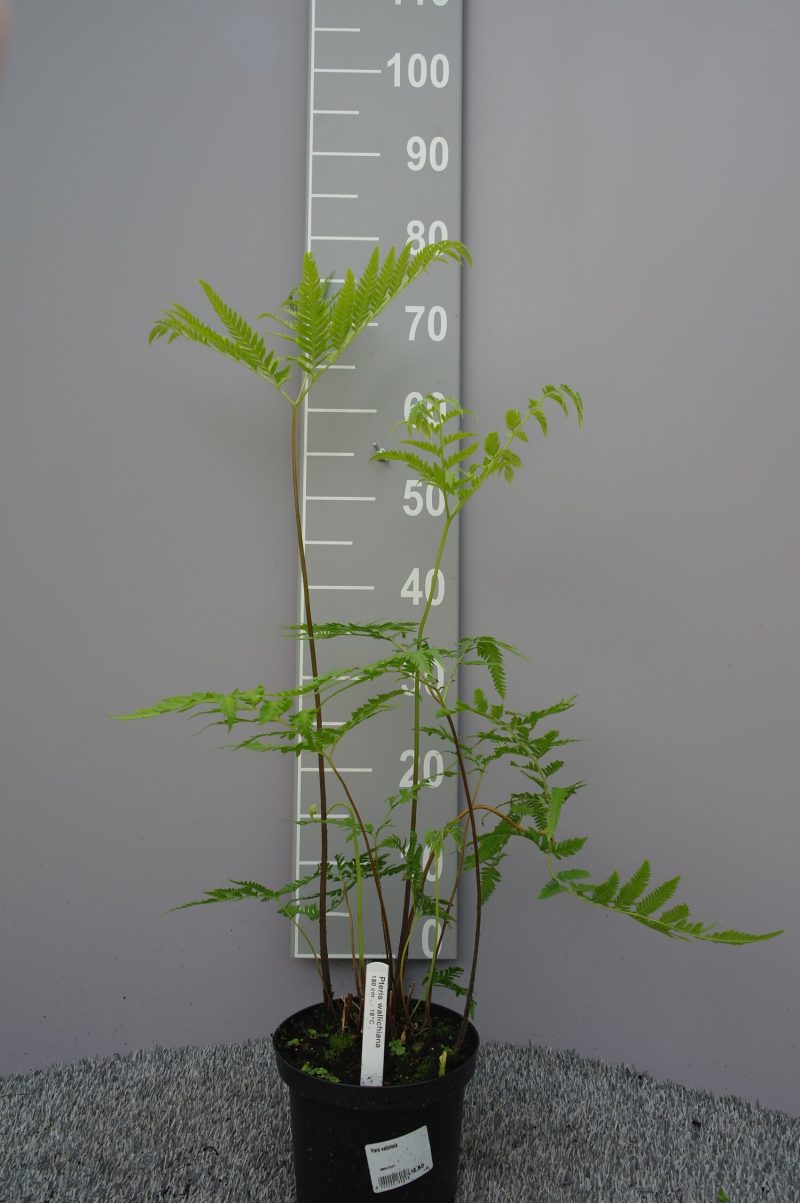 Pteris Wallichiana