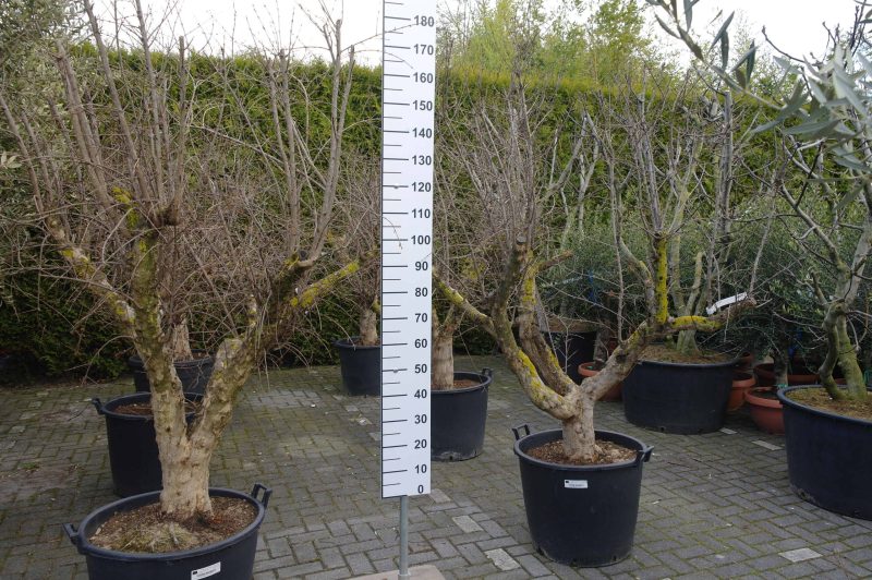 Punica Granatum - Granaatappel - Afbeelding 2