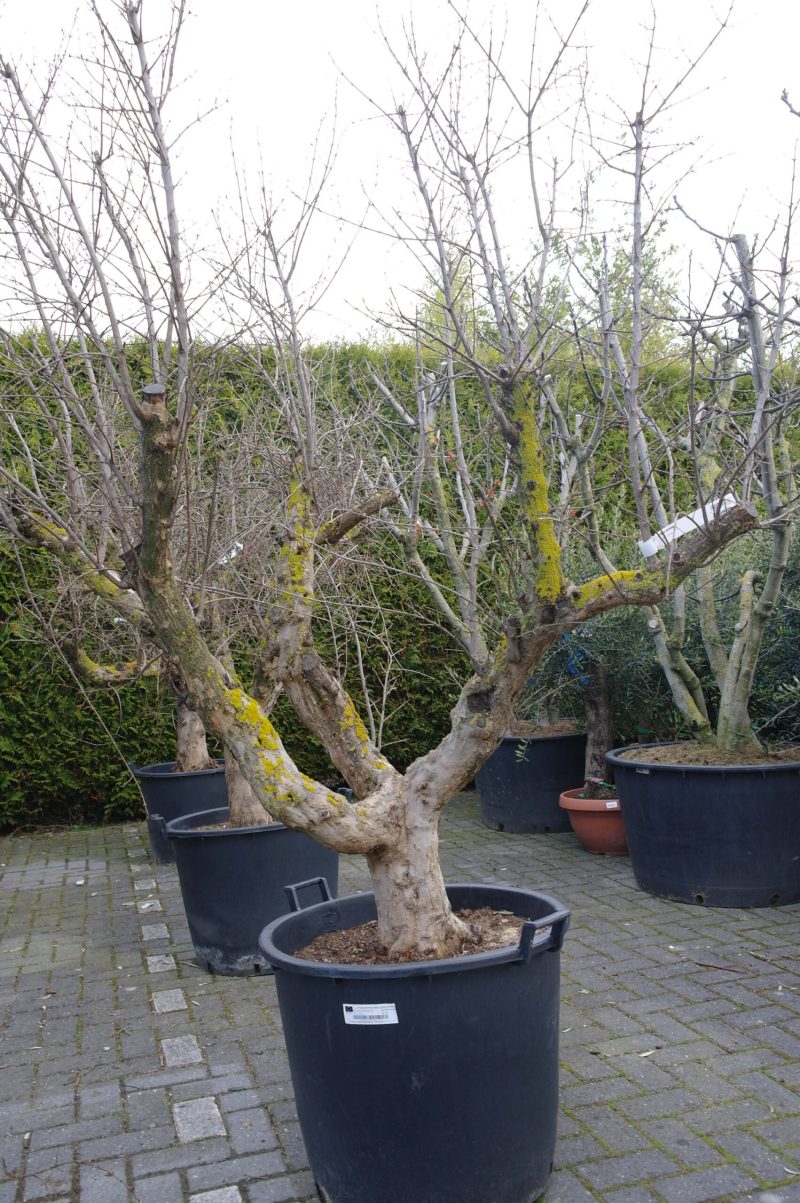 Punica Granatum - Granaatappel - Afbeelding 3