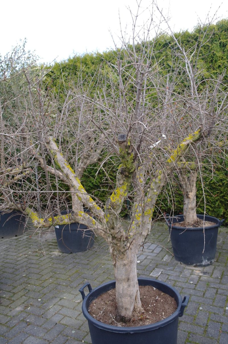 Punica Granatum - Granaatappel - Afbeelding 4