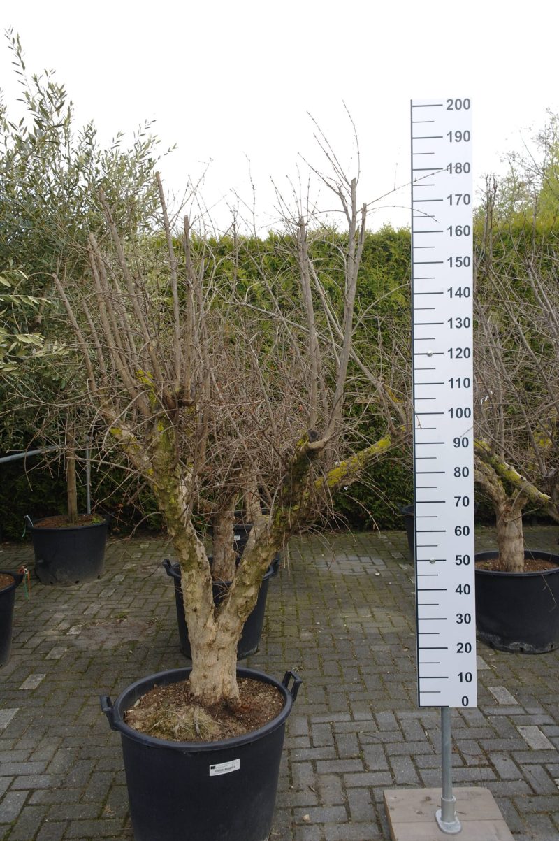Punica Granatum - Granaatappel