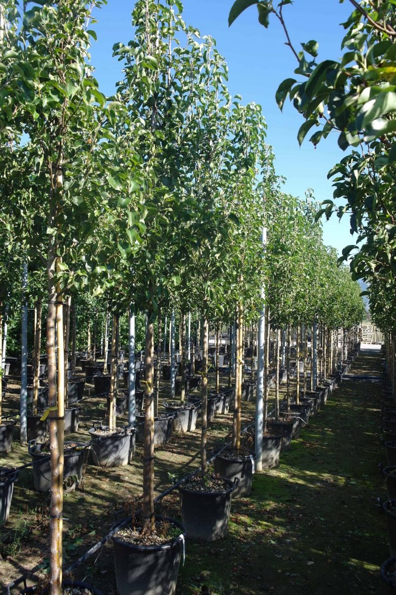 Pyrus Calleryana 'Chanticleer'