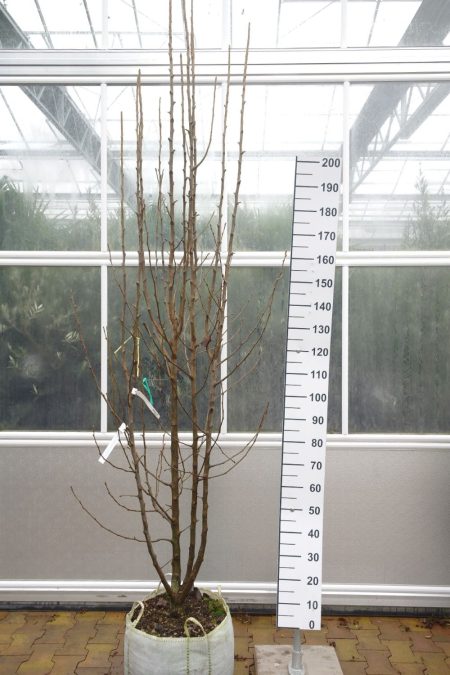 Pyrus Calleryana 'Chanticleer' - Sierpeer meerstammige boom