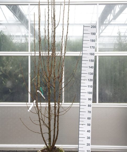 Pyrus Calleryana 'Chanticleer' - Sierpeer meerstammige boom
