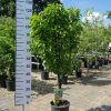 Pyrus communis nano dwergpeer klein