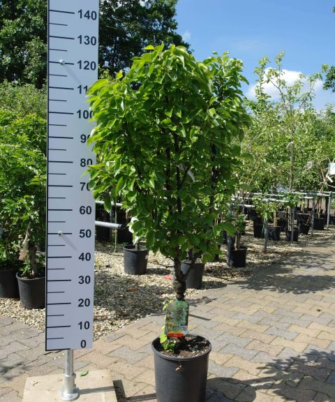 Pyrus communis nano dwergpeer klein