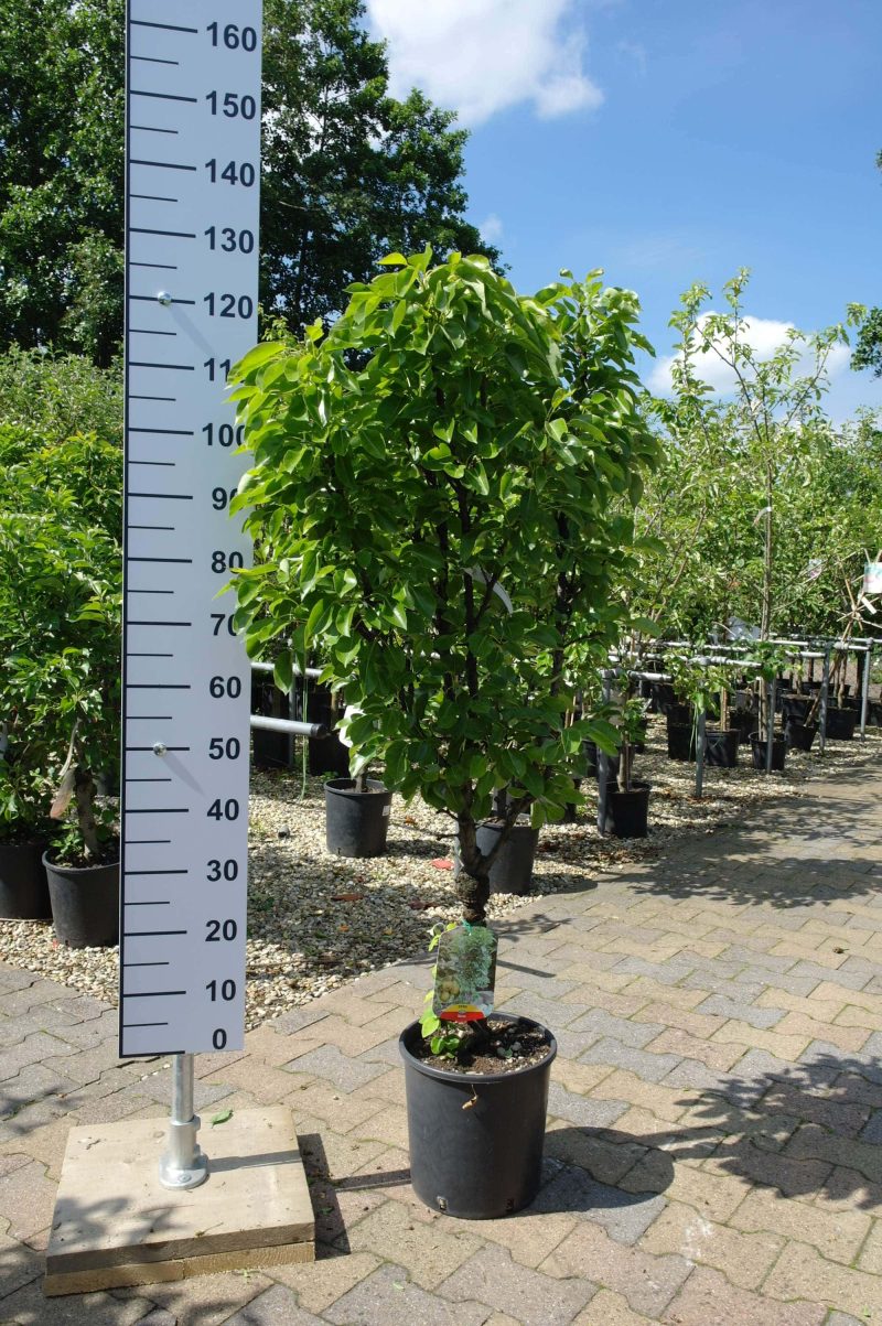 Pyrus communis nano dwergpeer klein