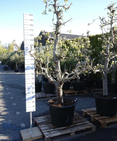Pyrus Conference oude boom