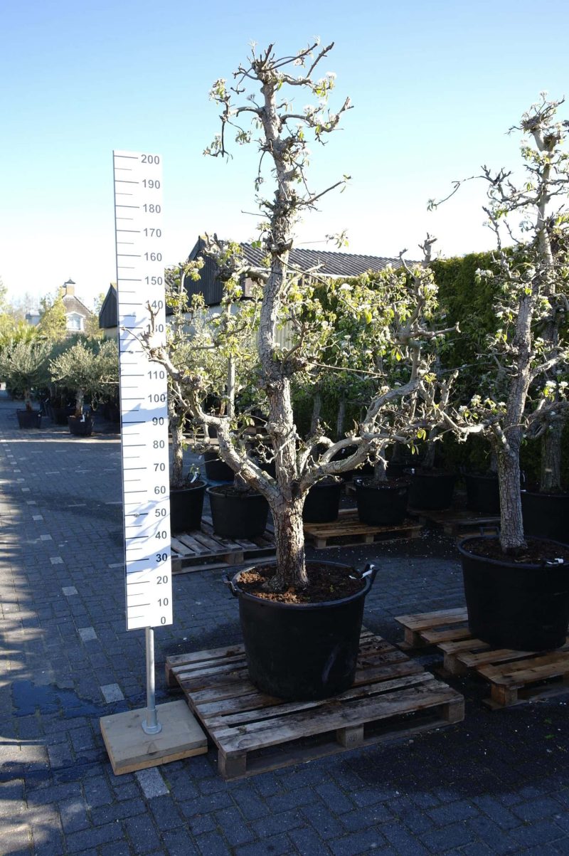 Pyrus Conference oude boom