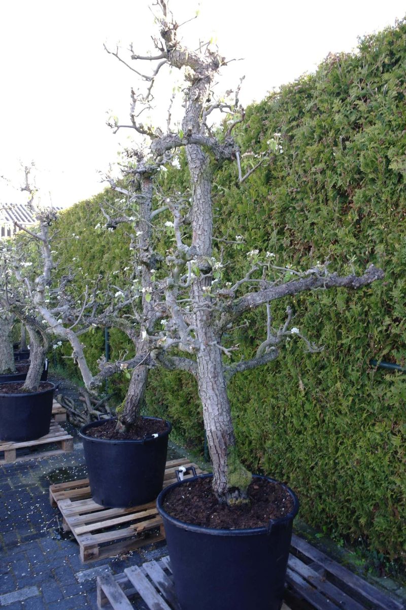Pyrus Conference oude boom - Afbeelding 4
